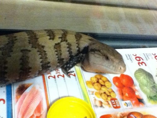 skink.jpg