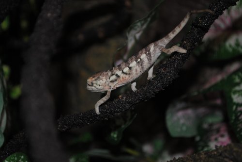 DSC_0277.jpg