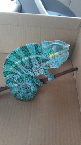 IMAG0487.jpg