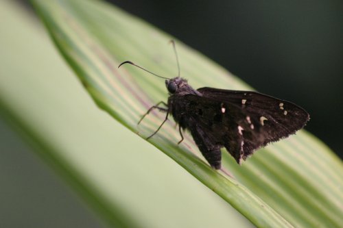 IMG_5649.jpg