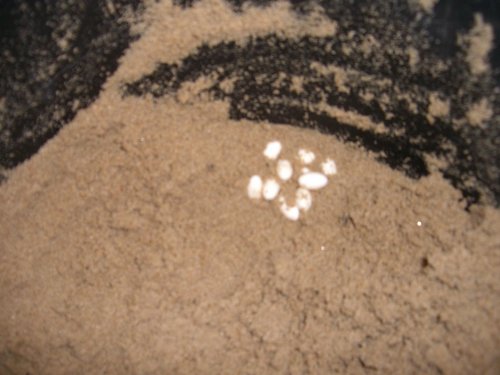 belph x kay 12-23-11.jpg