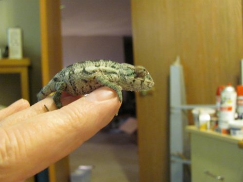 Ernie 1 week here 004.jpg