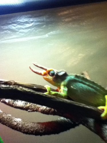 Chameleon 018.jpg