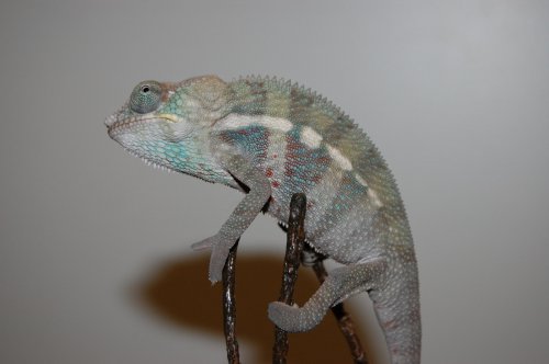 Banja babies 003.jpg