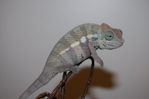 Banja babies 004.jpg