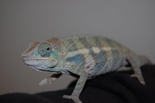 Banja babies 005.jpg