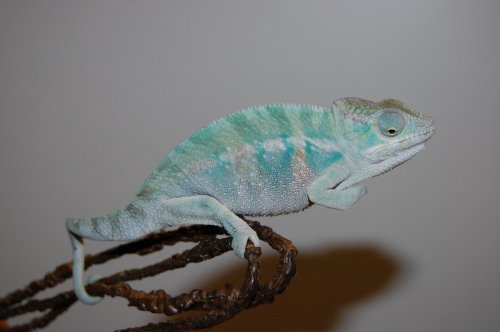 Banja babies 007.jpg