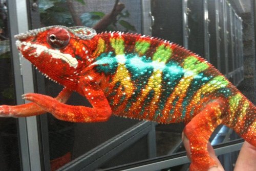 Copy (2) of Lucifer Jr..jpg