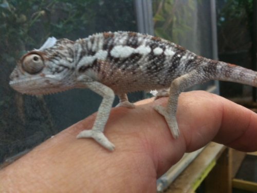 Luciferjr2.5male1.jpg