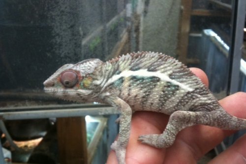 Copy of Lucifer jr babyhb2.5 months.jpg