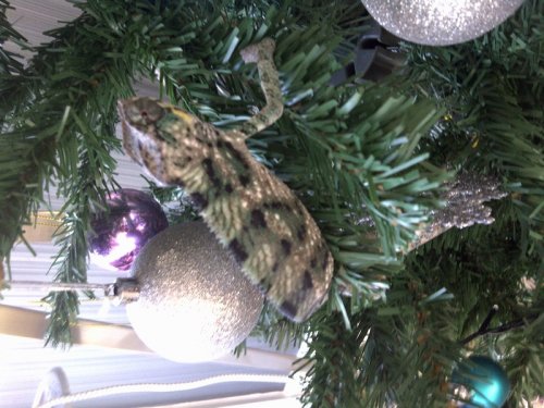 mini-IMG-20111222-00500.jpg