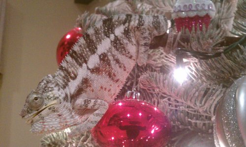 ice man 1 xmass 2011.jpg
