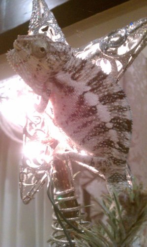 ice man 2 xmass 2011.jpg