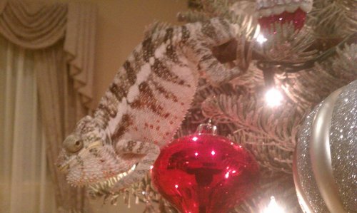 ice man 4 xmass 2011.jpg