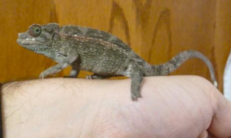 Screen shot 2012-01-01 at 4.33.17 PM.jpg