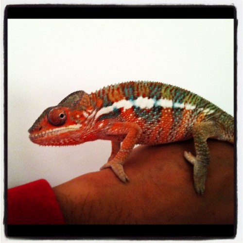 ChanceColor1.jpg