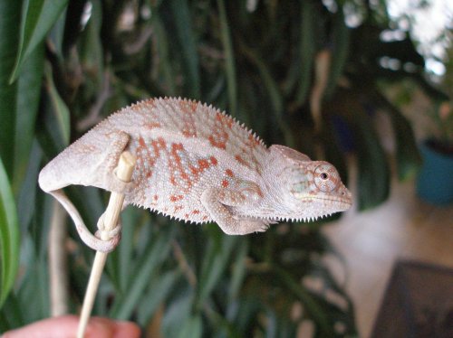 P1020286 [1600x1200].jpg