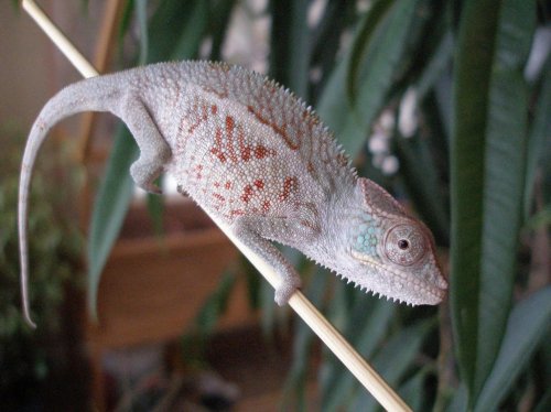 P1020288 [1600x1200].jpg