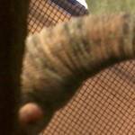 rex butthole.jpg