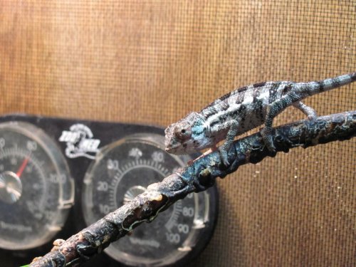 Ernie's 2nd day 001.jpg