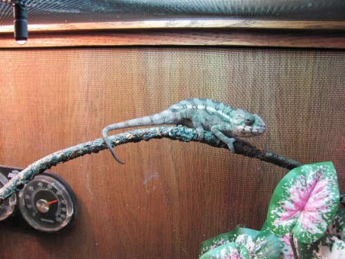 Ernie New Years Day 002.jpg