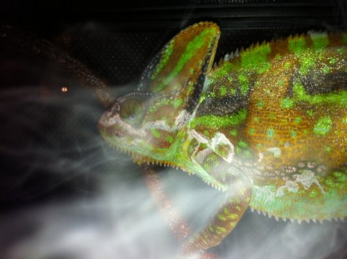 side view with fog.JPG