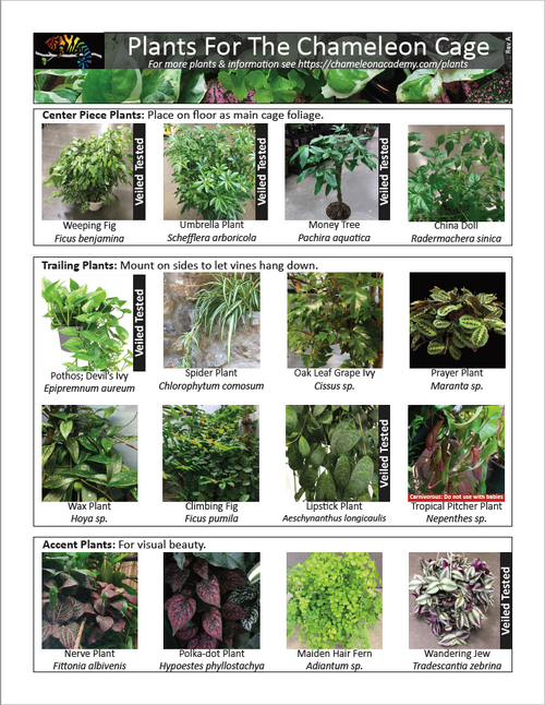 Plants for Chameleons.png