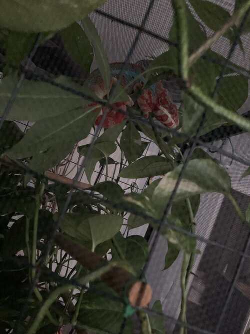 IMG_1490.jpeg