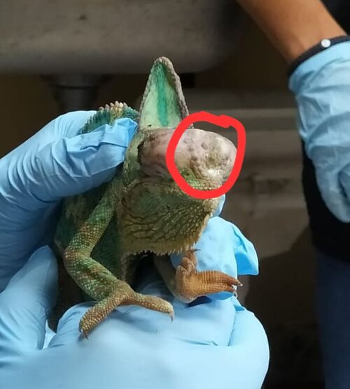 Imagen de WhatsApp 2024-11-28 a las 00.37.20_e0ab2c4e.jpg