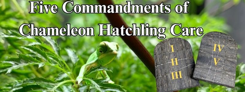 The Five Commandments of Chameleon Hatchling Care