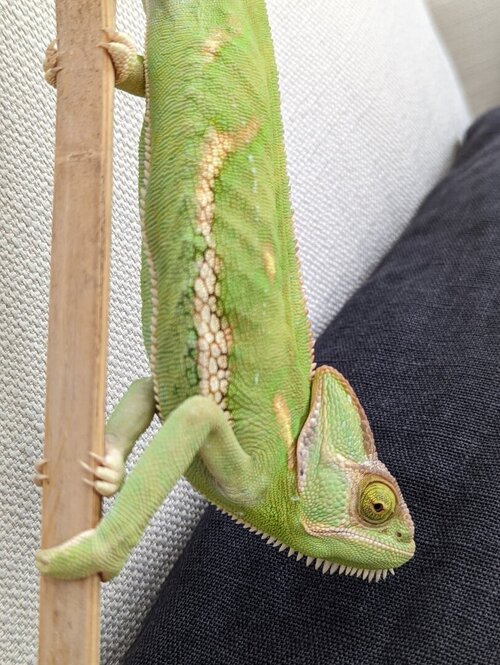 WhatsApp Image 2025-03-26 at 14.44.12_9875aa32.jpg