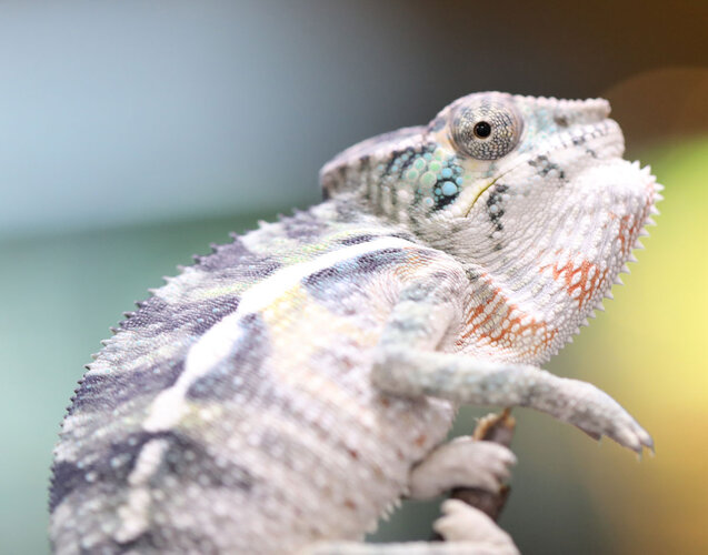 CyanidexFemmeMaleAmbilobe4.6.2.jpg
