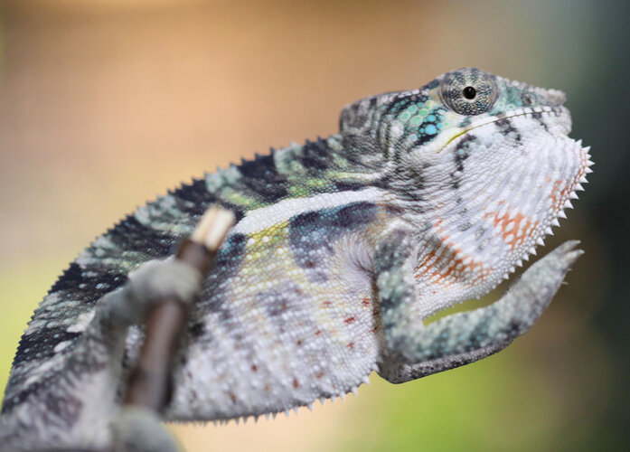 CyanidexFemmeMaleAmbilobe4.6.3.jpg