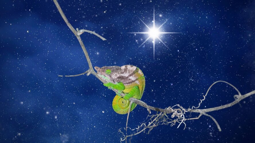 Your Chameleon North Star