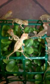 panther babies 1.jpg