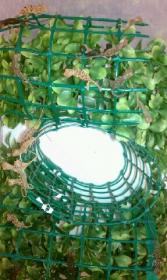 panther babies 2.jpg