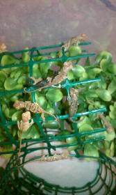 panther babies 3.jpg