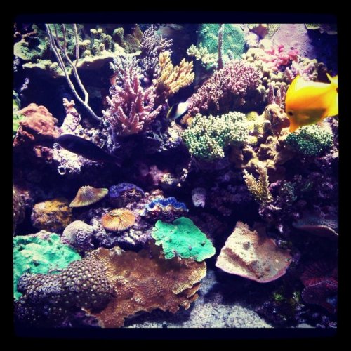 RIPReef.jpg