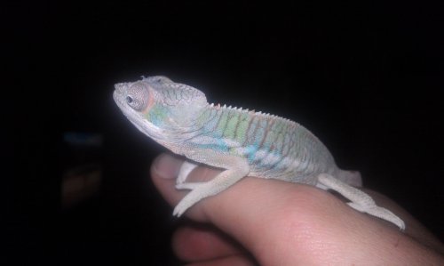 IMAG0135.jpg