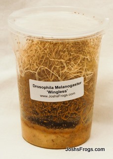 fruit flies.jpg