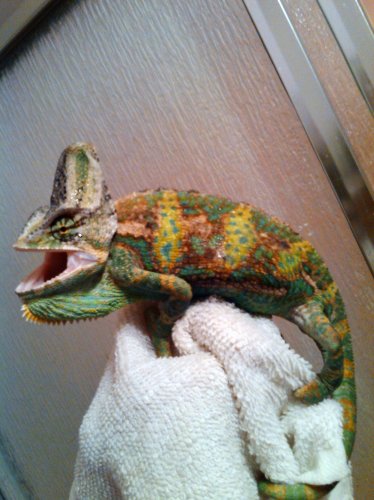 CHAMELEON.jpg