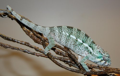 faly last male 001.jpg