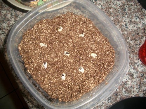 100_1261.jpg