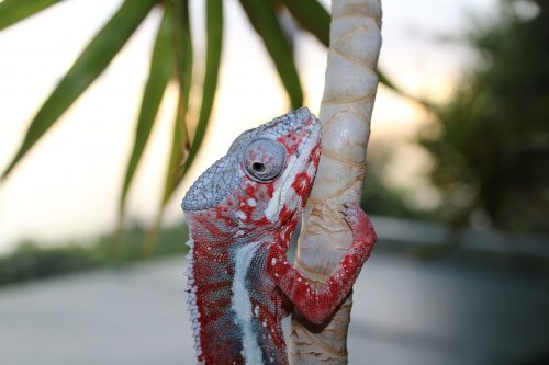 red male 007.JPG