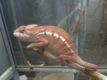 Lucifer Jr female fs.jpg
