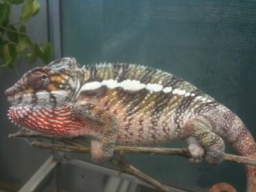 Lucifer Jr male hb - Copy.jpg