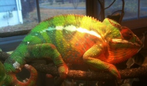 Copy (2) of Taz - Copy.jpg