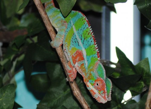 DSC_0664.jpg