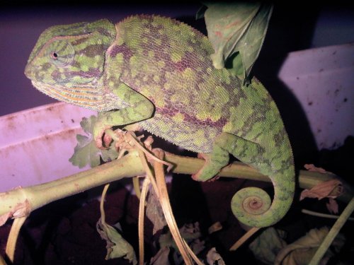 IMG00694-20120119-1730.jpg