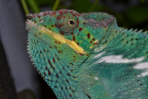 nosy 016.jpg